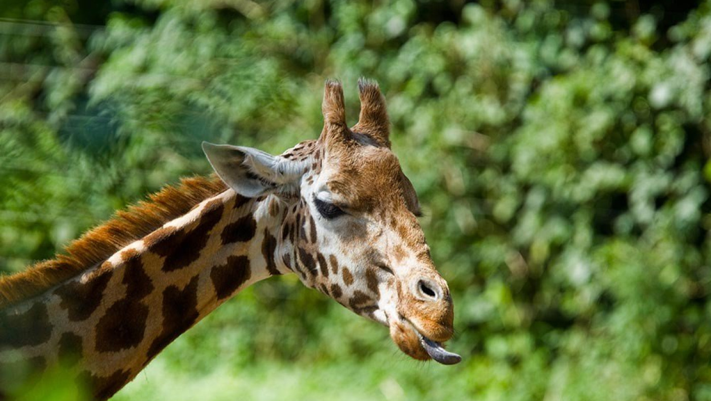 Ο ζωολογικός κήπος του Άρνεμ (photos-videos)