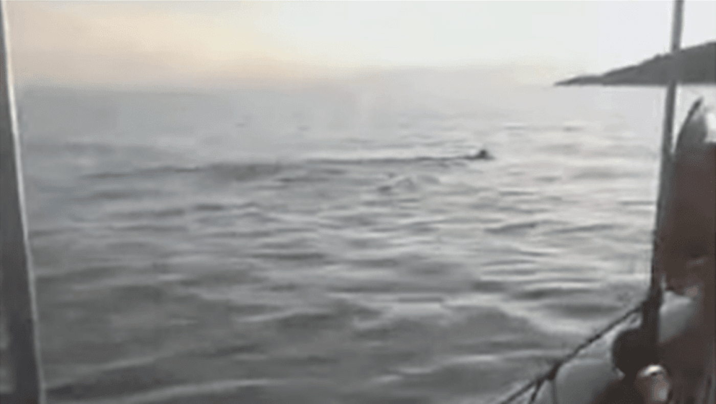 Μαγνησία: Εντοπίστηκε λύκος να κολυμπάει στον Παγασητικό - Δείτε βίντεο