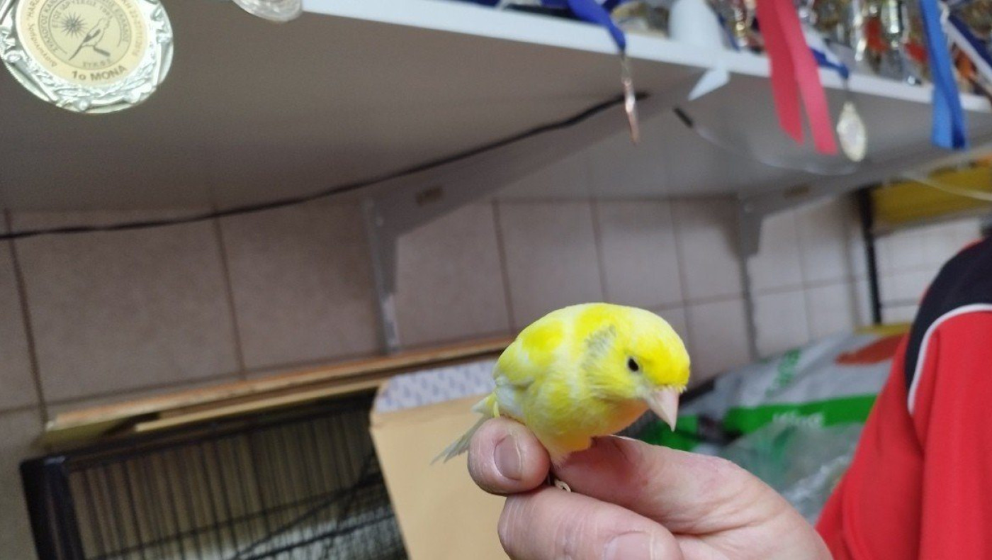 Καναρίνια από Θεσσαλονίκη «σάρωσαν» τα μετάλλια σε παγκόσμιο διαγωνισμό