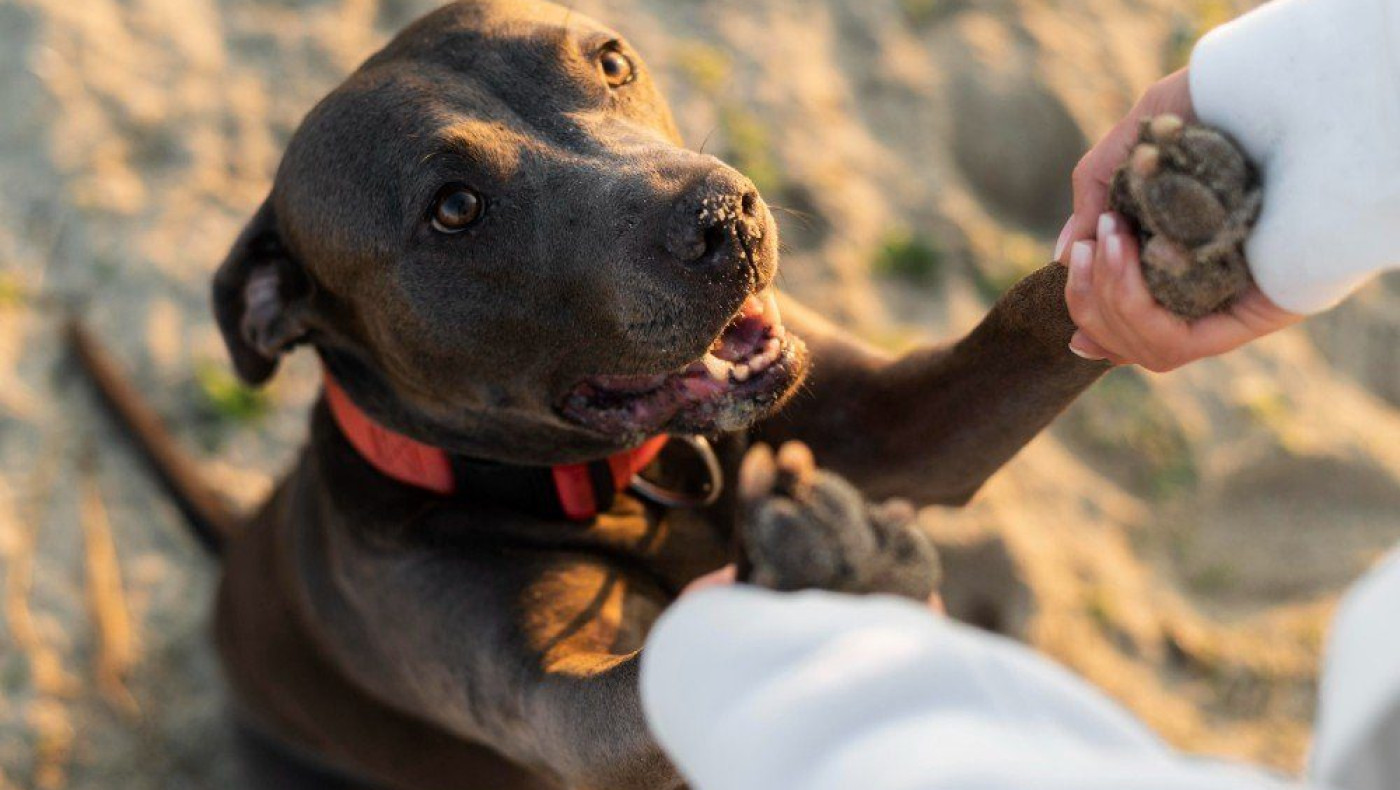 ΗΠΑ: Σκύλος… σκότωσε με τουφέκι το αφεντικό του