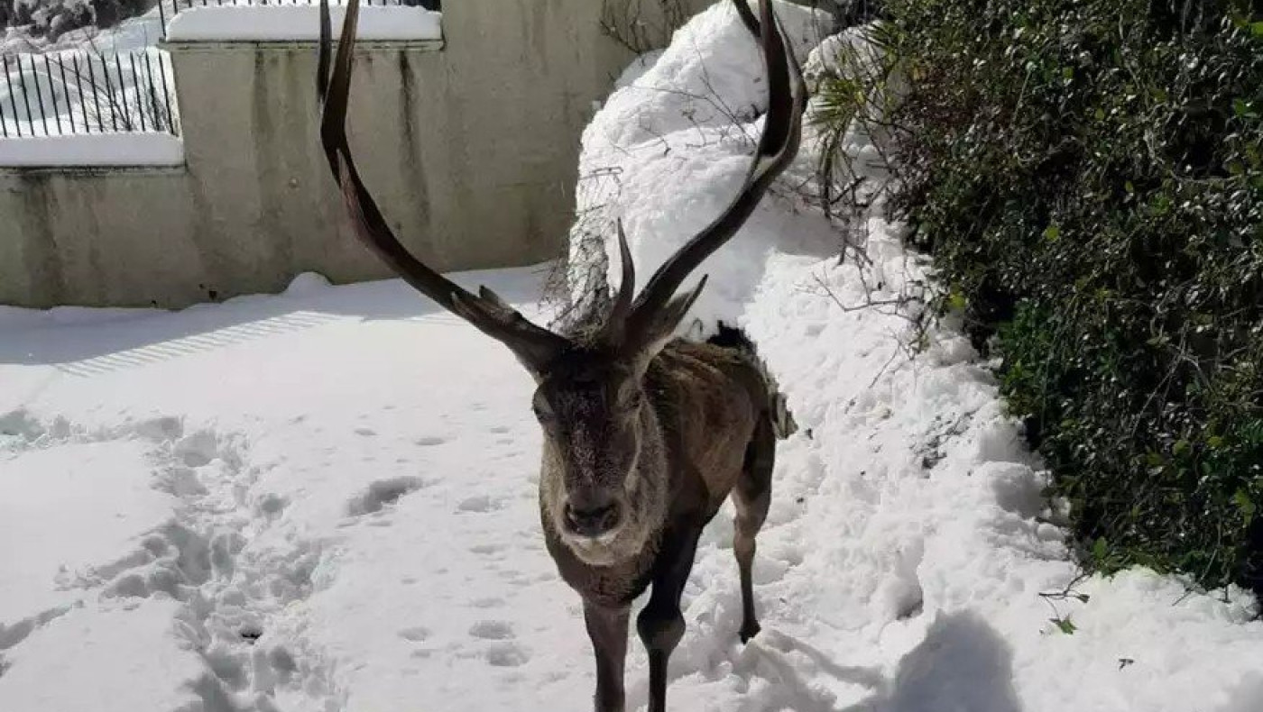 Τραυματισμένο ελάφι βρήκε καταφύγιο σε αυλή σπιτιού στην Ιπποκράτειο Πολιτεία - Δεν υπάρχουν υποδομές για νοσηλεία