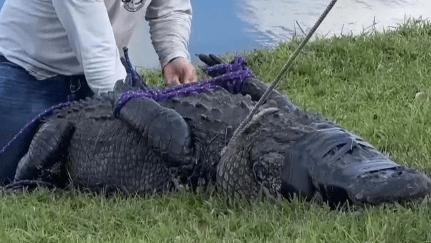 Σοκαριστικό βίντεο: Η θανατηφόρα επίθεση αλιγάτορα σε 85χρονη στη Φλόριντα