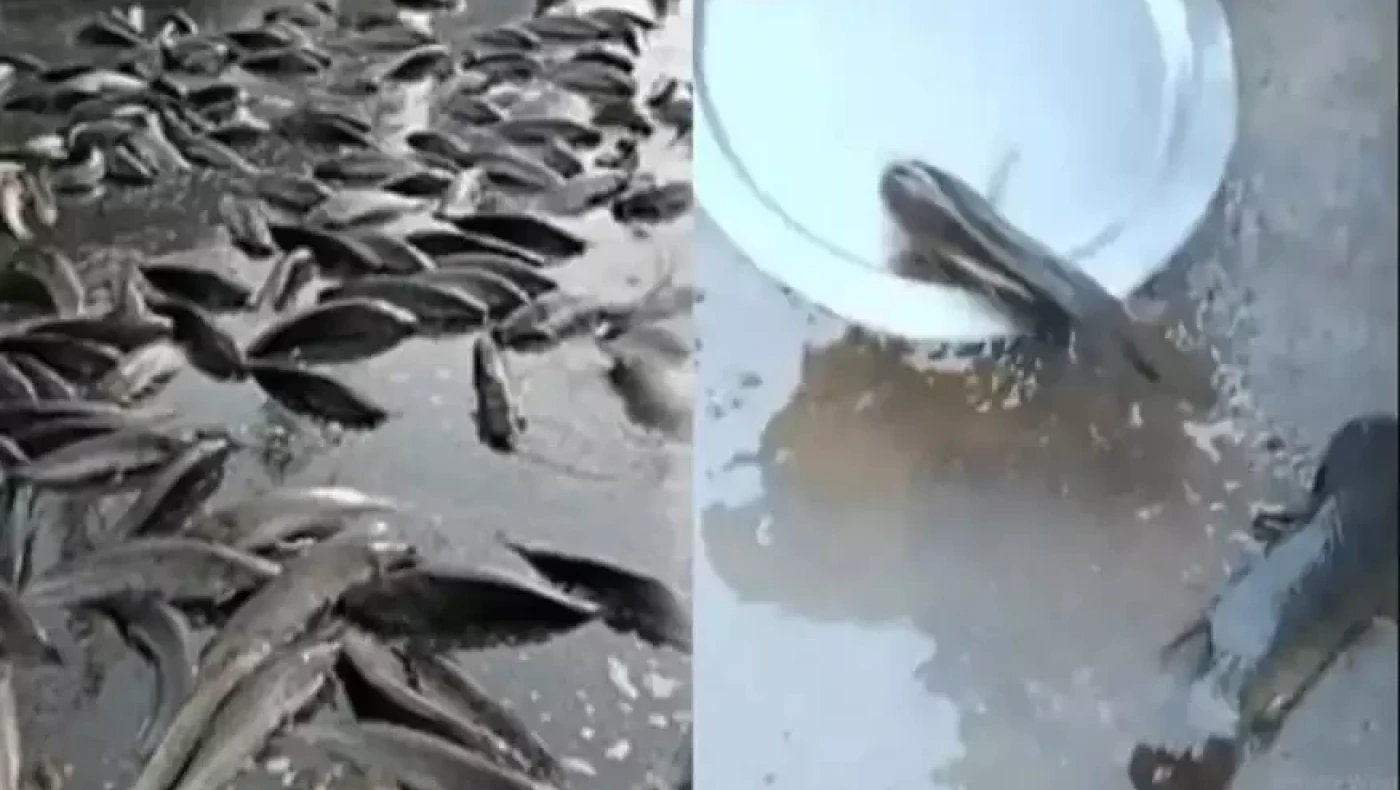 Τρομερές εικόνες στην Αυστραλία: Άνοιξαν οι ουρανοί και έβρεξε ζωντανά ψάρια