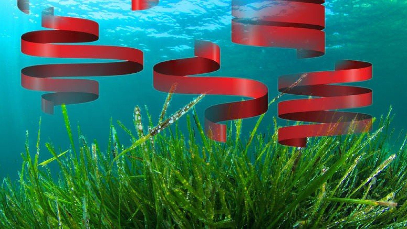 Τα φύκια και οι μεταξωτές κορδέλες