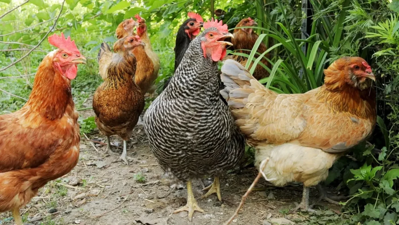 Κοτέτσια: Πλαφόν στις κότες που βρίσκονται στις αυλές των χωριών