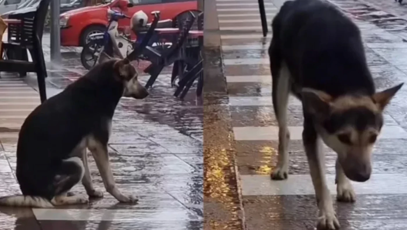 Συγκινητικό: Πώς ένα βίντεο στο TikTok βοήθησε μια γυναίκα να βρει τον σκύλο της που είχε χάσει 8 μήνες πριν