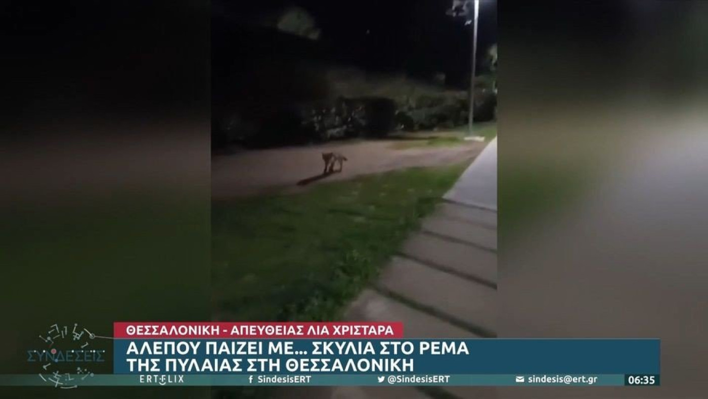 Θεσσαλονίκη: Αλεπού παίζει καθημερινά με τα σκυλάκια της περιοχής