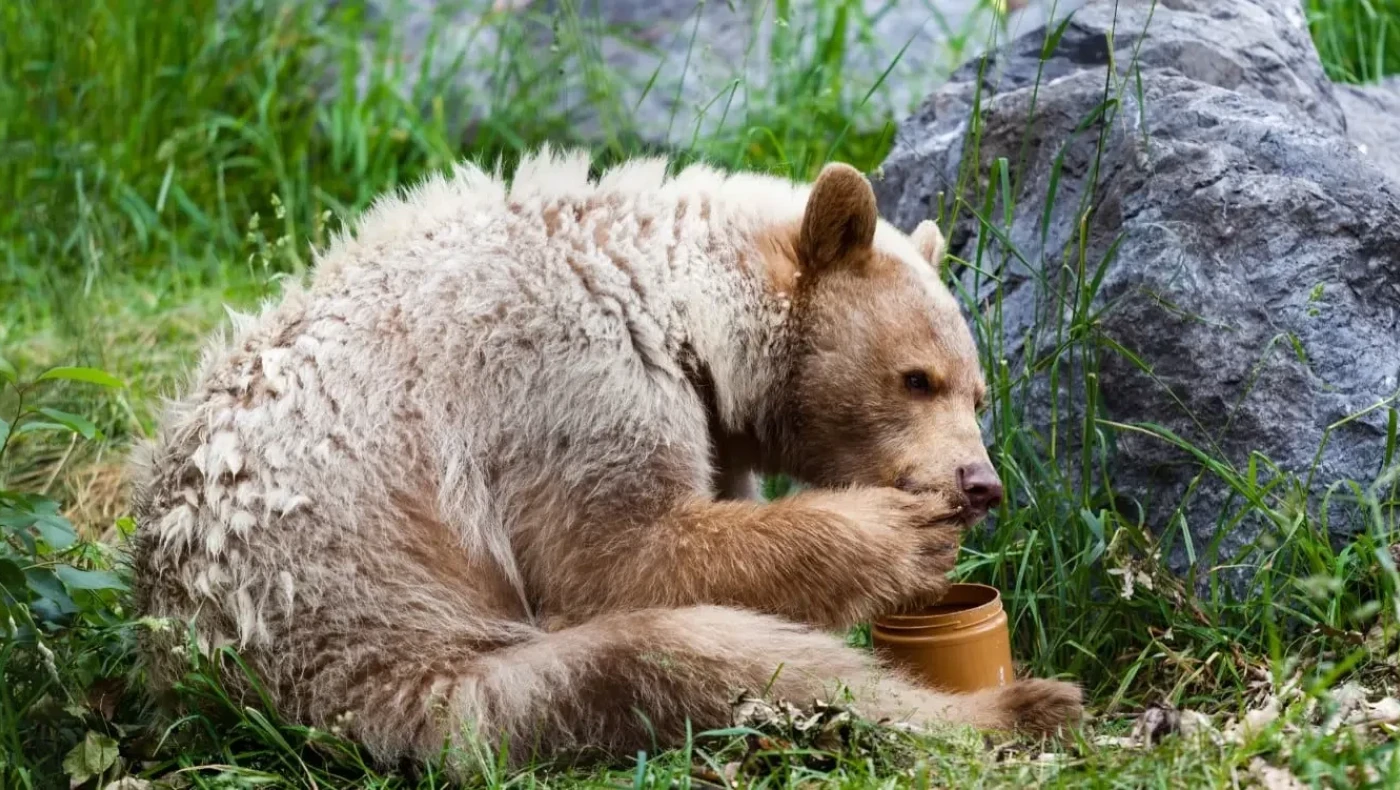 Πεινασμένη αρκούδα στο Πάικο, έφαγε 40 κιλά μέλι και κατέστρεψε κυψέλες