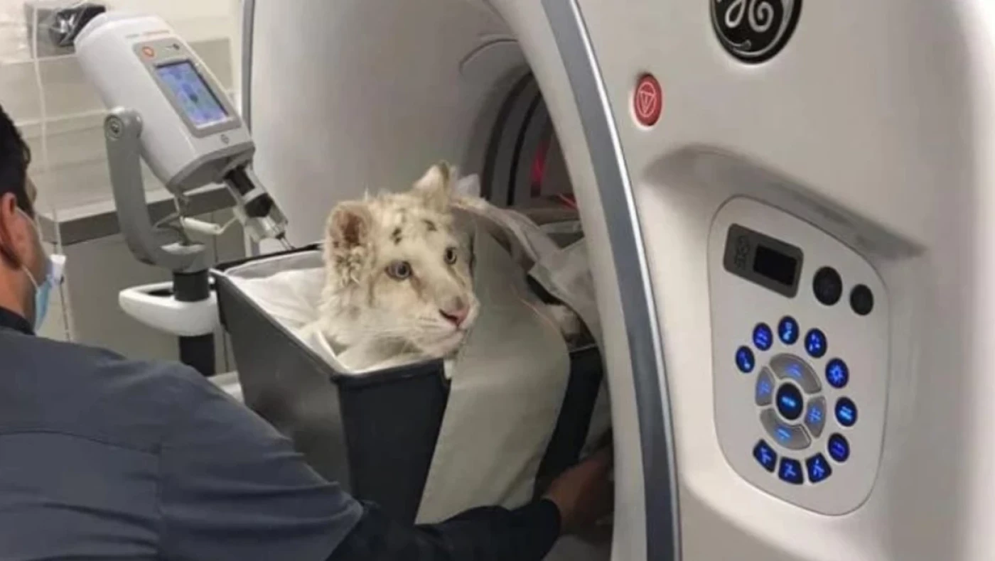 Η απόφαση για ευθανασία στο λευκό τιγράκι εξόργισε τα ζωοφιλικά σωματεία