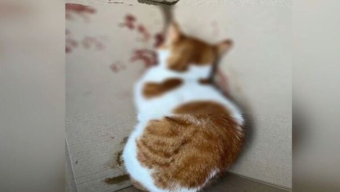 Θεσσαλονίκη: Δύο γατάκια δέχθηκαν κλωτσιές στο κεφάλι