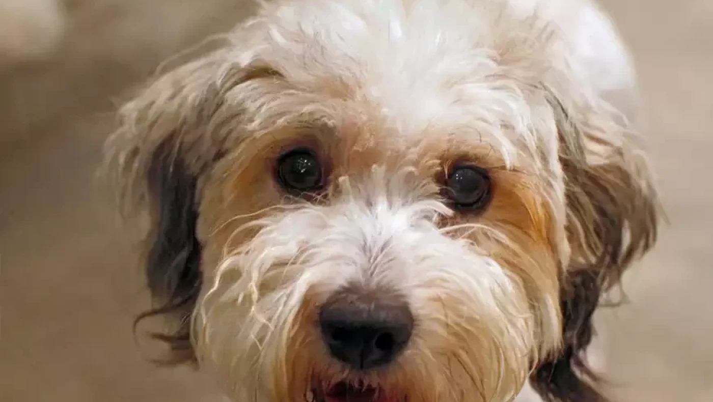 Εύβοια: Σκότωσαν με φόλες 10 σκυλιά - Σοκάρουν οι καταγγελίες