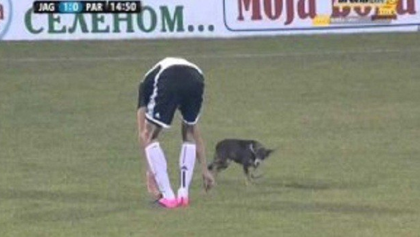 Ο πιο ατίθασος σκύλος σε αγώνα ποδοσφαίρου! (vid)