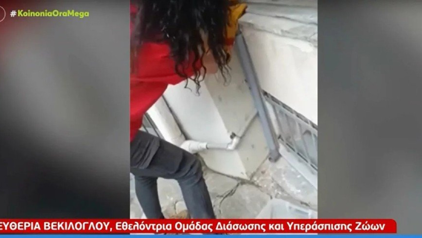 Θεσσαλονίκη: Βρήκαν οχιά σε σπίτι στο Πανόραμα -Πώς την απομάκρυναν εθελοντές