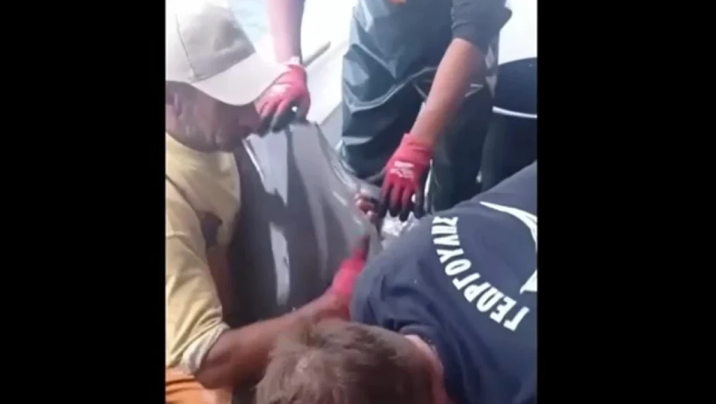 Κάλυμνος: Ψαράδες έσωσαν δελφίνι - «Καθόταν σαν μωρό»