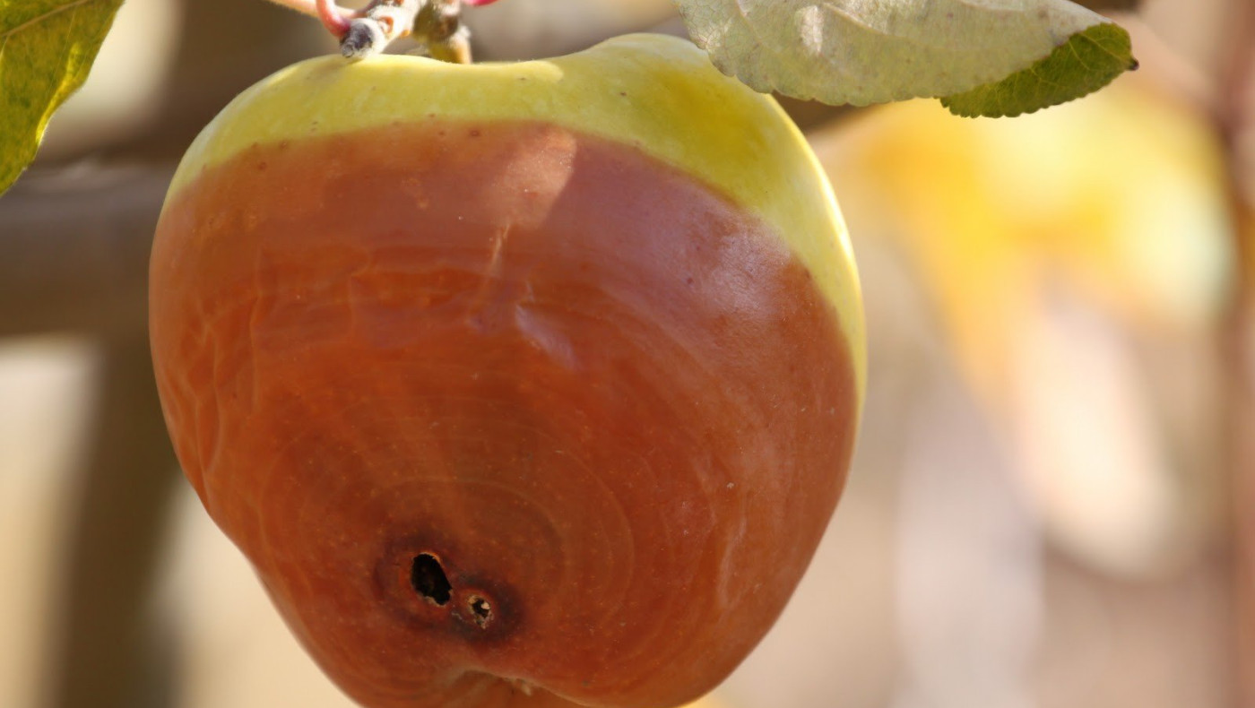 Ενα σάπιο μήλα στο καφάσι, τα σαπίζει όλα!