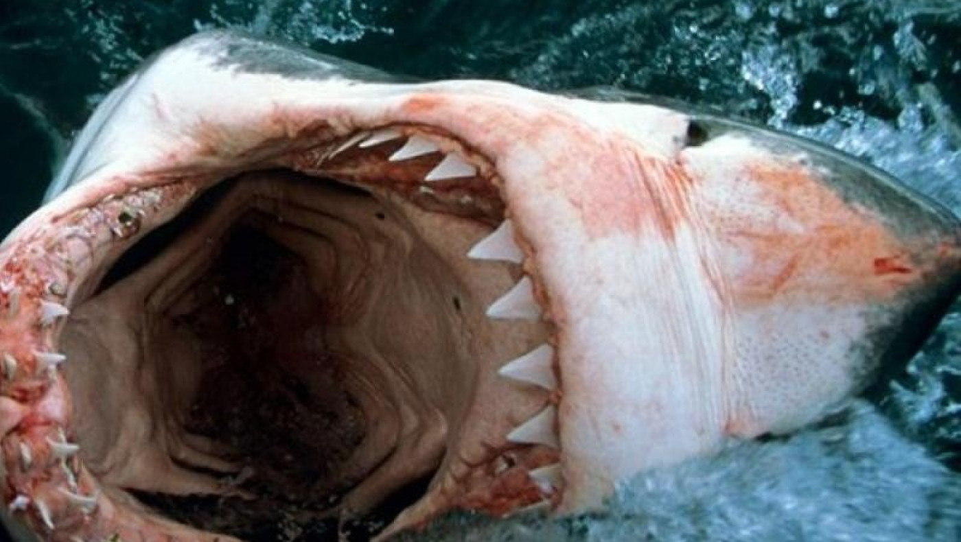 «Αυτή η κρεατομηχανή κατασπάραξε τον γιο μου σε 20''»: Σοκάρει ο πατέρας του 23χρονου που τον έφαγε καρχαρίας