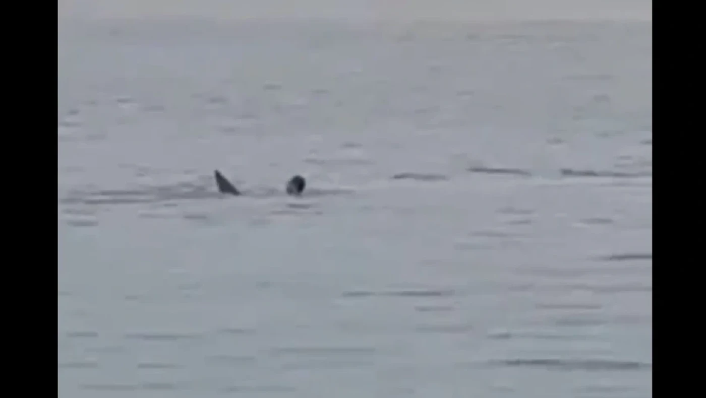 Σοκαριστικό βίντεο: Η στιγμή που ένας καρχαρίας αρπάζει παραθεριστή σε θέρετρο της Αιγύπτου