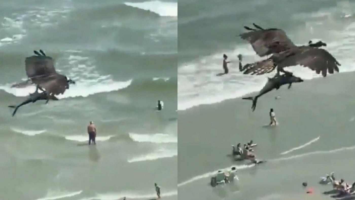 Γυπαετός στην Κρήτη βούτηξε για να πιάσει ψάρια και παραλίγο να πνιγεί