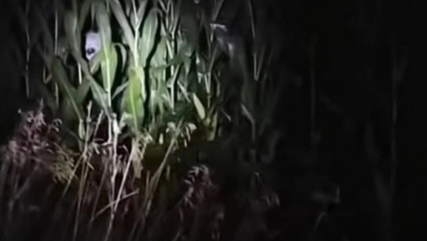 Εξωγήινοι στη Νέα Υόρκη: Νέο βίντεο πυροδοτεί εικασίες για την ύπαρξη τους στις ΗΠΑ (vid)