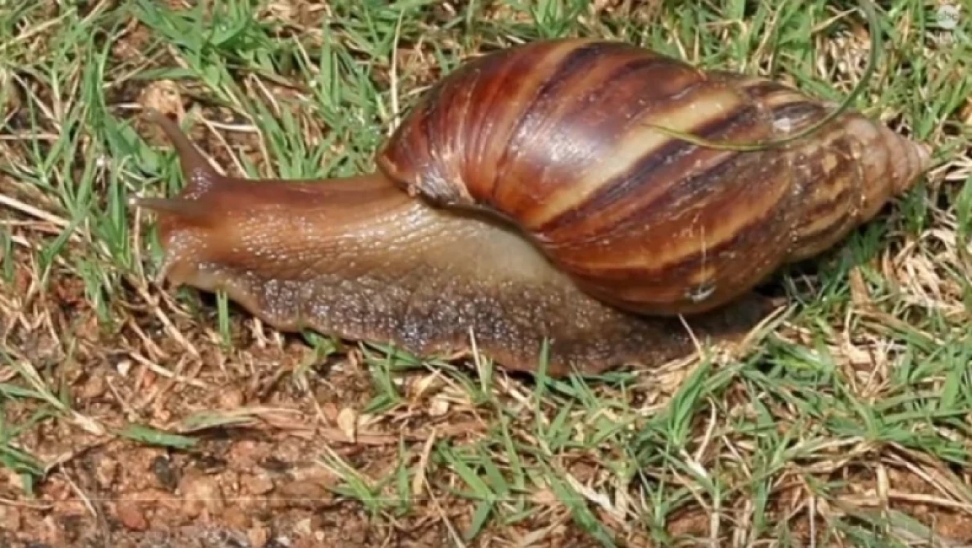 Συναγερμός για τεράστια σαλιγκάρια στη Φλόριντα: Τρώνε από κάδους μέχρι πινακίδες (vid)