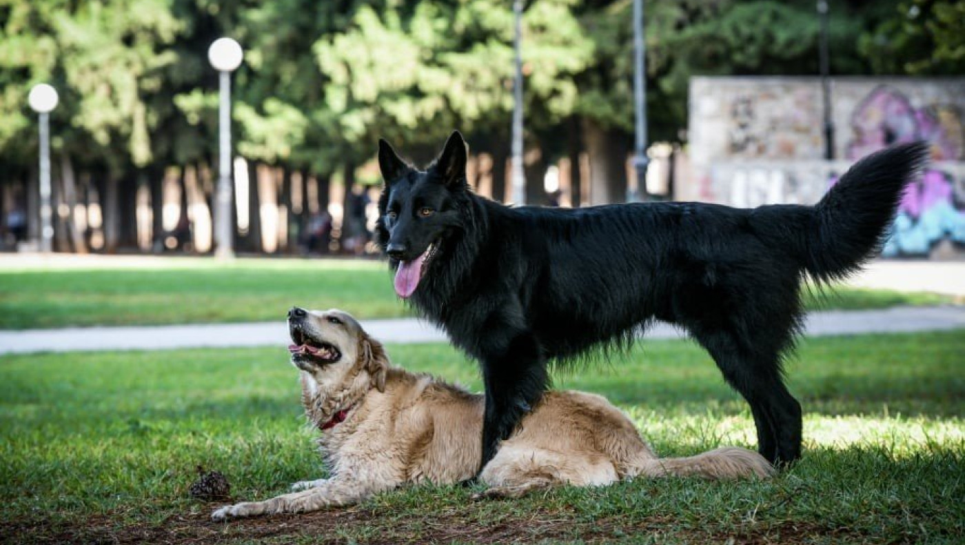 Οικογένεια δισεκατομμυριούχων ζητά νταντά σκύλων με μισθό 127.000 δολάρια