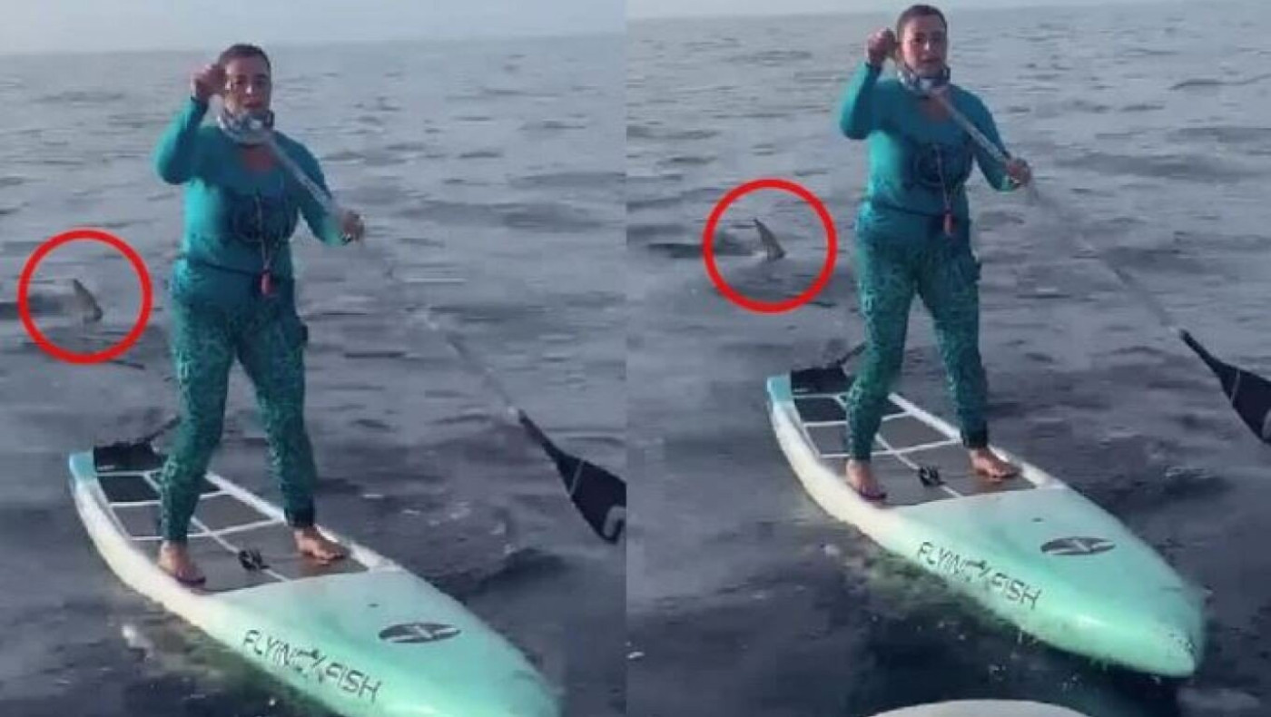 Γυναίκα έκανε SUP δίπλα σε καρχαρία 500 κιλών