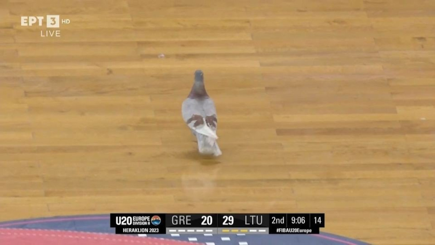 Περιστέρι διέκοψε το ματς της Ελλάδας στο Eurobasket Κ20!