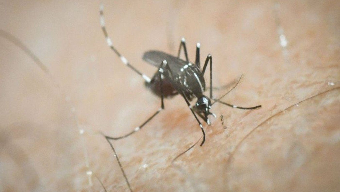 Ιός του Δυτικού Νείλου: Τρία κρούσματα στη χώρα ανακοίνωσε ο ΕΟΔΥ