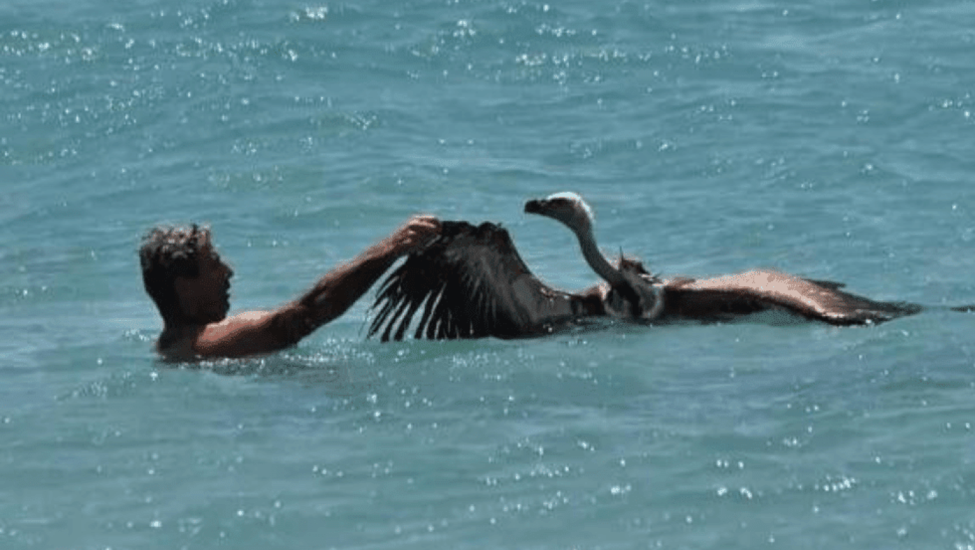 Κρήτη: Γύπας έβρεξε τα φτερά του και κόντεψε να πνιγεί- Βούτηξαν άμεσα και τον έσωσαν