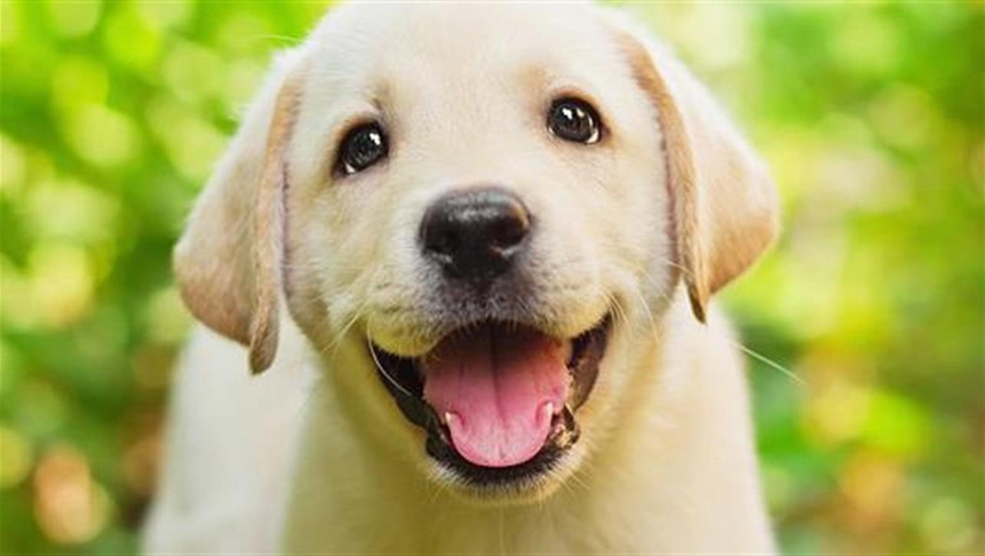 Θεσσαλονίκη: Πέντε πάρκα σκύλων στα σχέδια του δήμου