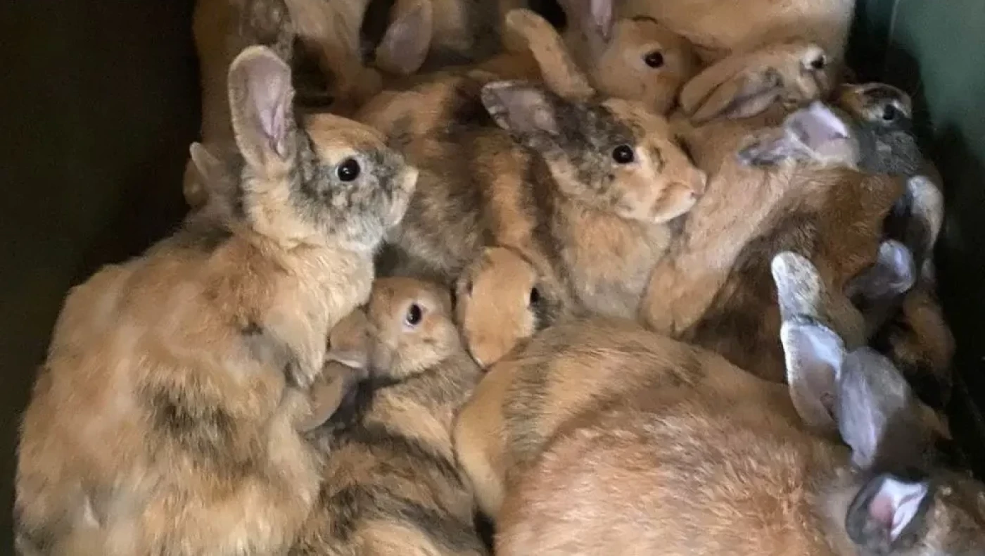 Θεσσαλονίκη: Αγόρασε δύο κουνέλια για το σπίτι της και έγιναν… 26
