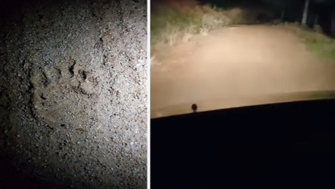 Χαλκιδική: Αρκούδα κυκλοφορεί ανενόχλητη στον Ταξιάρχη