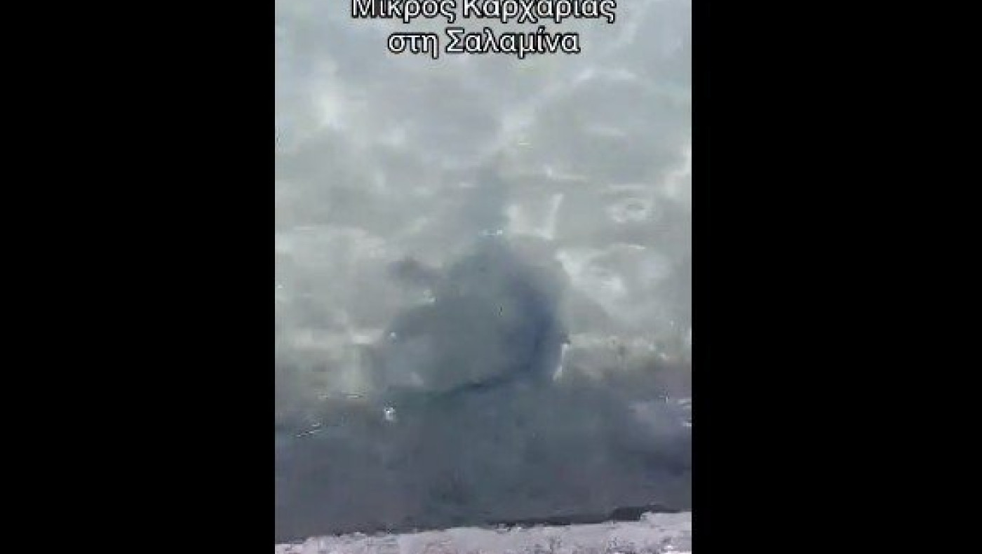 Σαλαμίνα: Καρχαρίας βγήκε στα ρηχά, έμειναν άφωνοι οι λουόμενοι (vid)