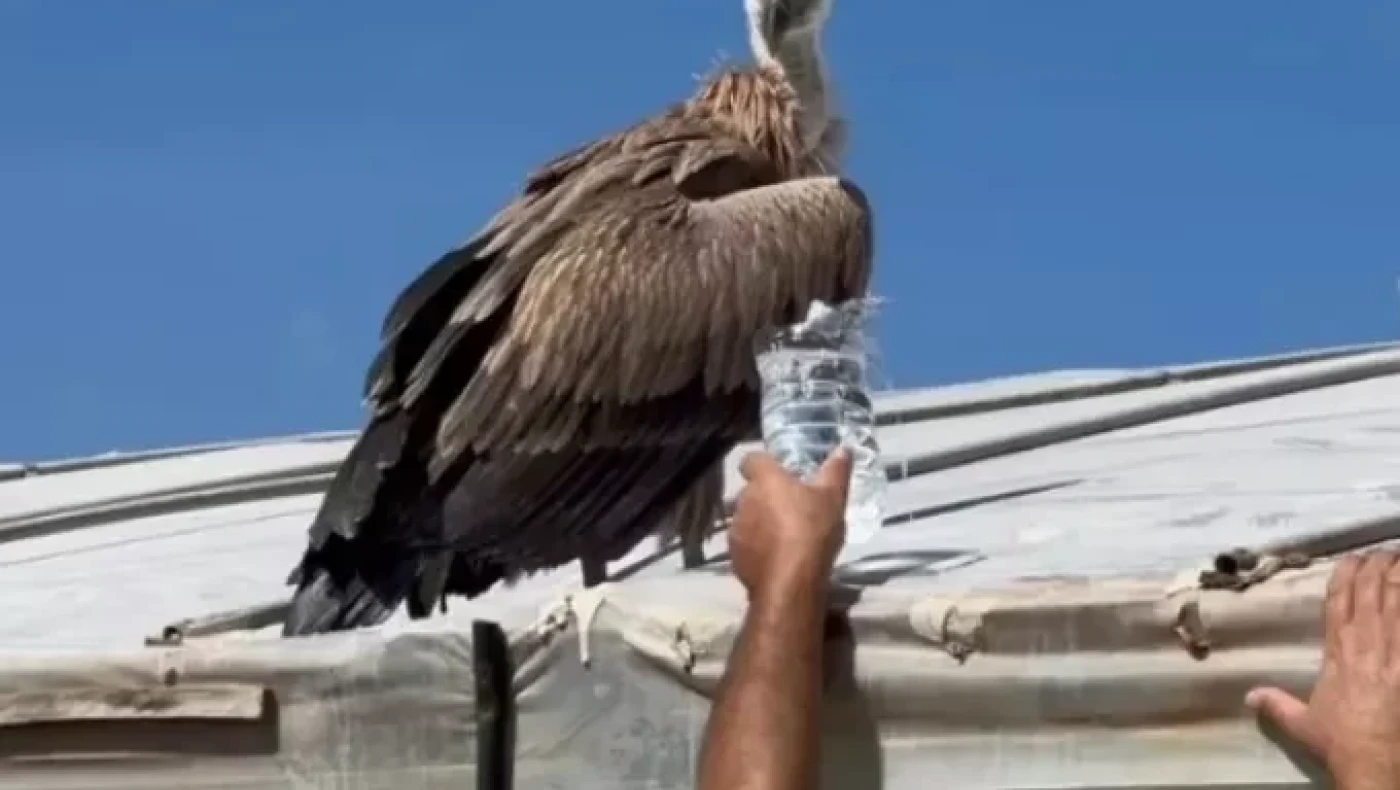 Κρήτη: Πτηνό βρέθηκε σε άσχημη κατάσταση και μπήκε στο θερμοκήπιο (VID)