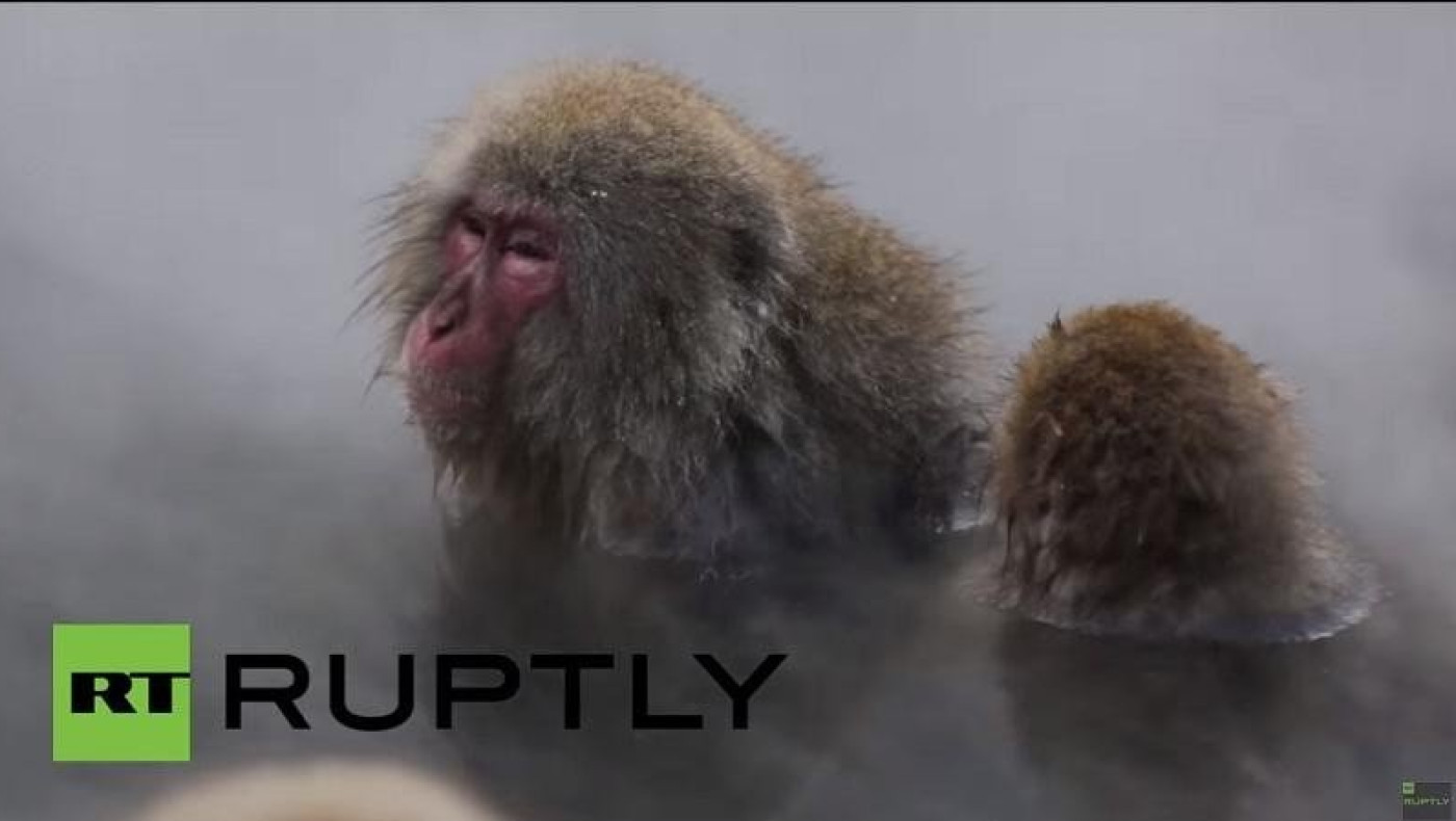 Πίθηκοι κάνουν spa!! (video)