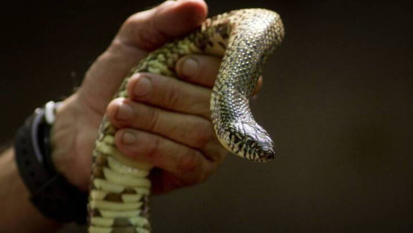 Το video που έγινε viral - Άνδρας προσφέρει νερό σε διψασμένο φίδι