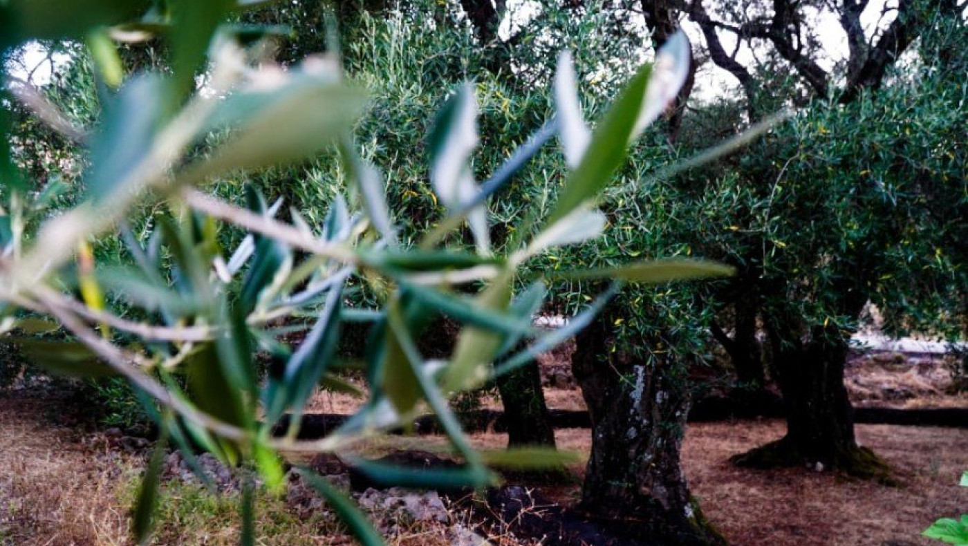 Δήμος Θεσσαλονίκης:  510 νέες δενδροφυτεύσεις στις 10 πρώτες μέρες της φυτευτικής περιόδου!