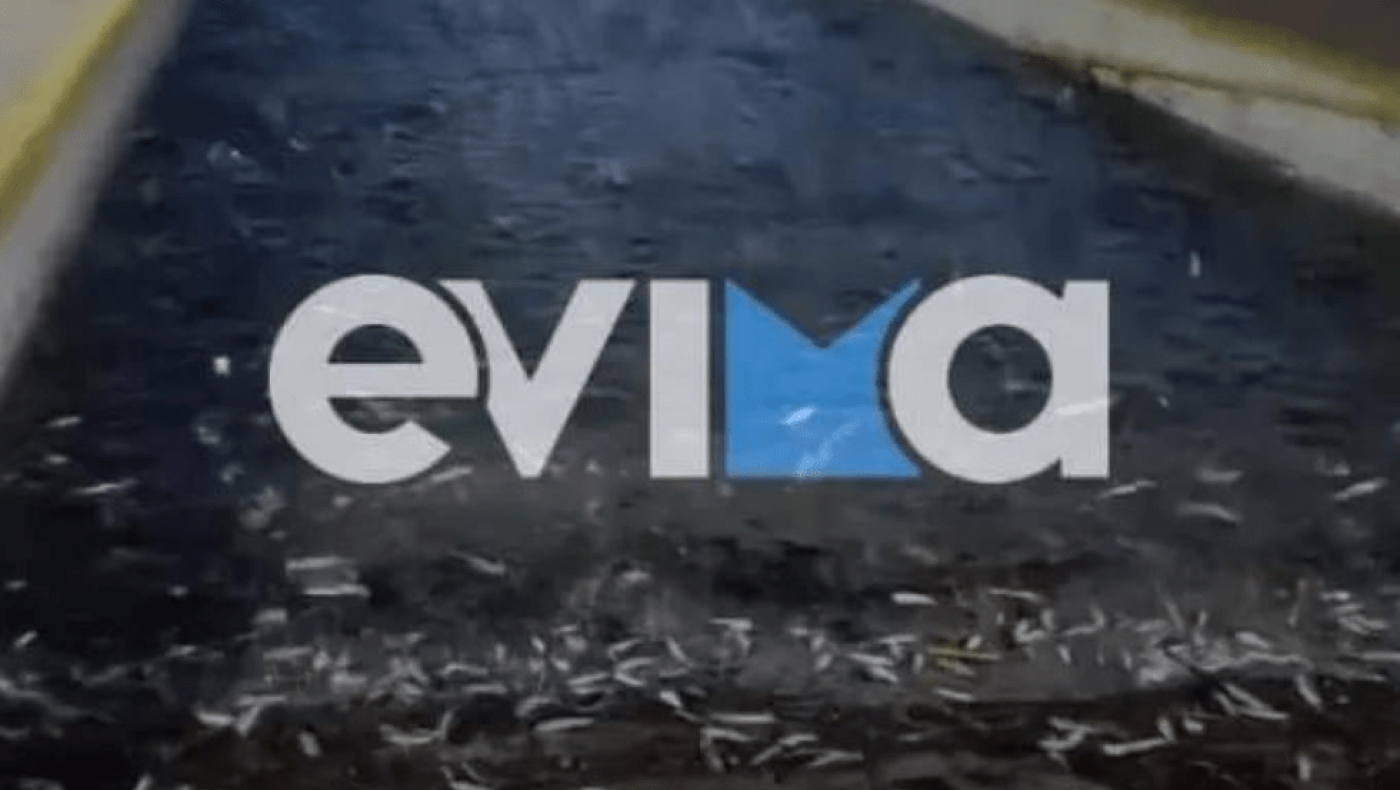 Παράδοξο θέαμα στην Εύβοια: «Τα ψάρια το... έσκασαν από τη θάλασσα»