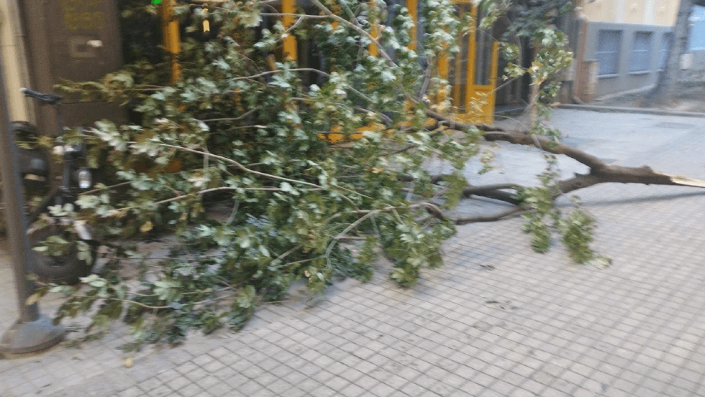 Θεσσαλονίκη: Πτώση δέντρων από τους ισχυρούς ανέμους