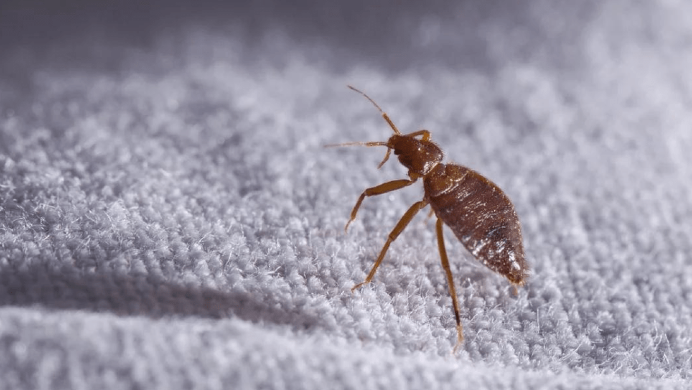 Οι κοριοί εξαπλώνονται και στην Ελλάδα -«Ανθεκτικοί στα εντομοκτόνα» λένε οι ειδικοί
