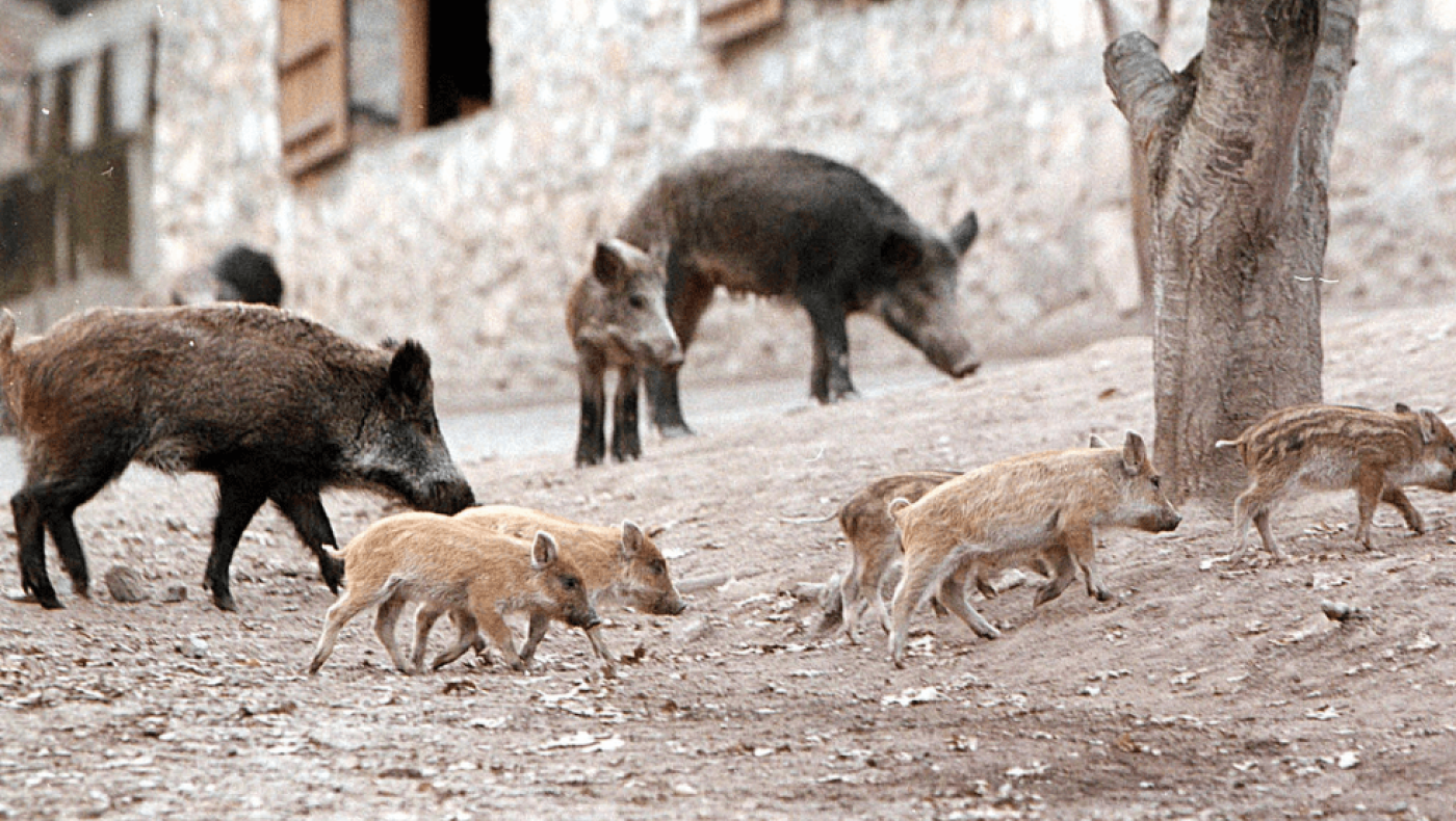 Αγριογούρουνα κόβουν βόλτες σε Καλαμαριά και Χαριλάου αναζητώντας τροφή
