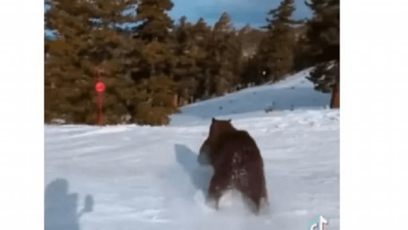 Αρκούδα τρέχει και περνάει... ξυστά δίπλα από σκιέρ σε πίστα στην Καλιφόρνια στις ΗΠΑ!