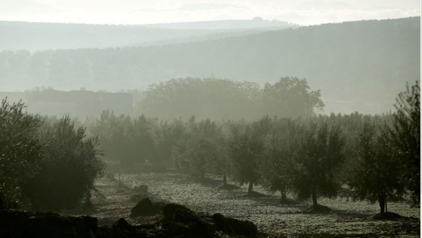 Ελαιόλαδο: Γιατί εκτοξεύτηκε η τιμή του – Τι θα γίνει την νέα χρονιά