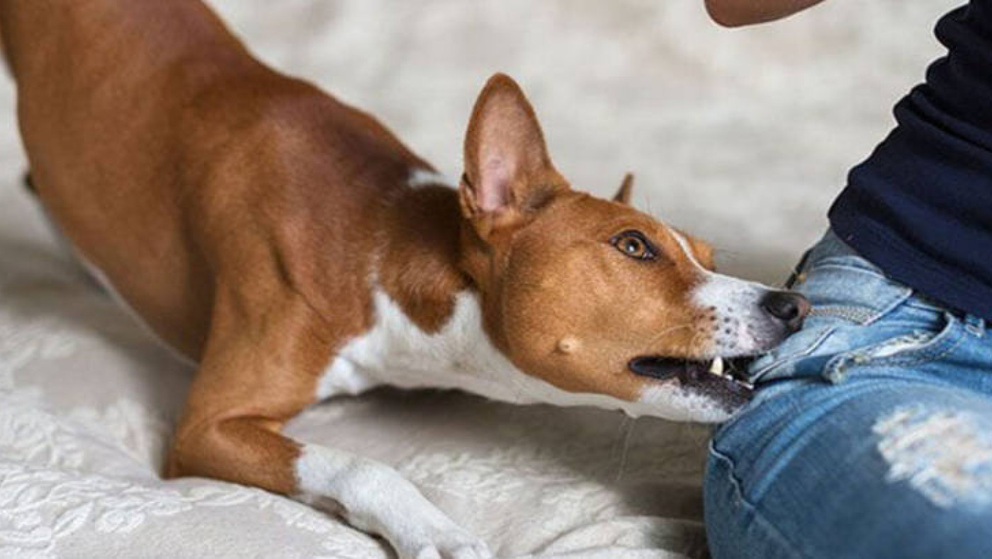 Καματερό: Σκύλος επιτέθηκε σε παιδί