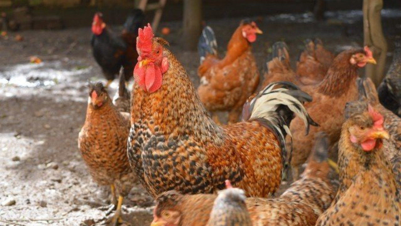 ΑΠΙΣΤΕΥΤΟ: Συνελήφθησαν... κλεφτοκοτάδες στη Λάρισα!