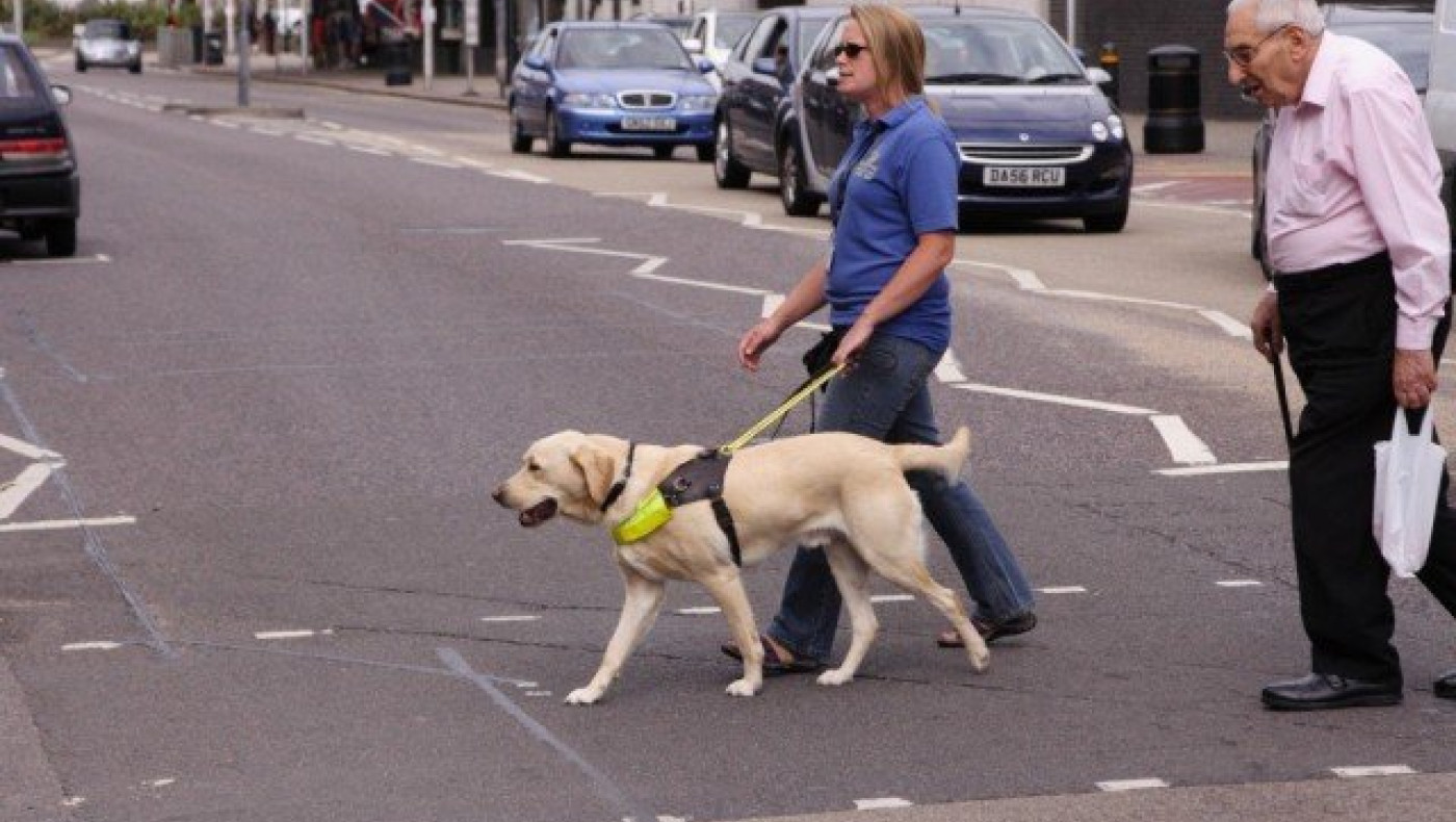 Σκύλοι-οδηγοί γίνονται τα «μάτια» ατόμων με προβλήματα όρασης