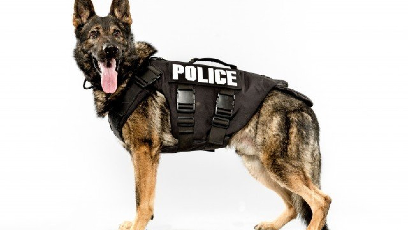 Θεσσαλονίκη: Σκύλος «εντόπισε» διακινητές ναρκωτικών!