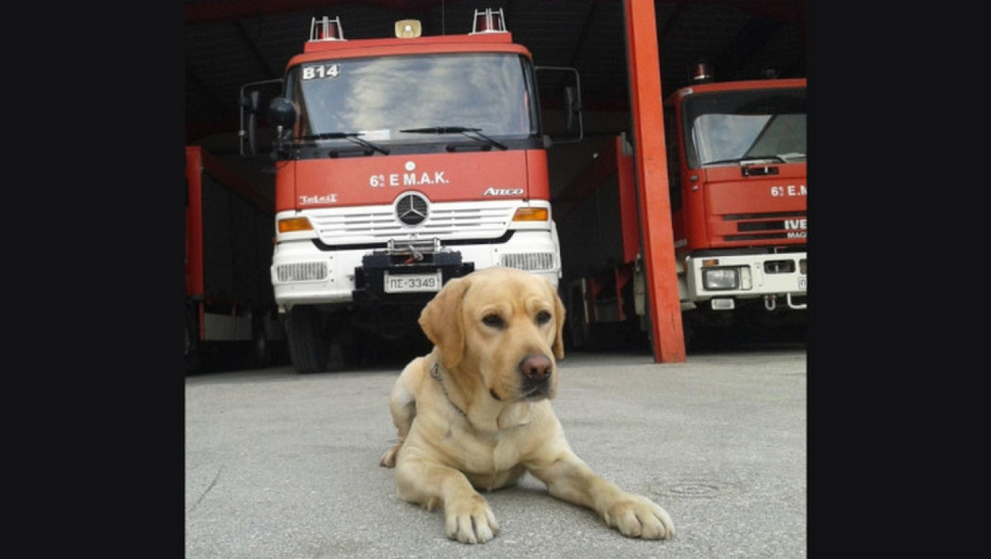 «Αντίο MAX»: Πέθανε ο διασωστικός σκύλος της 6ης ΕΜΑΚ-Συμμετείχε σε 110 επιχειρήσεις!