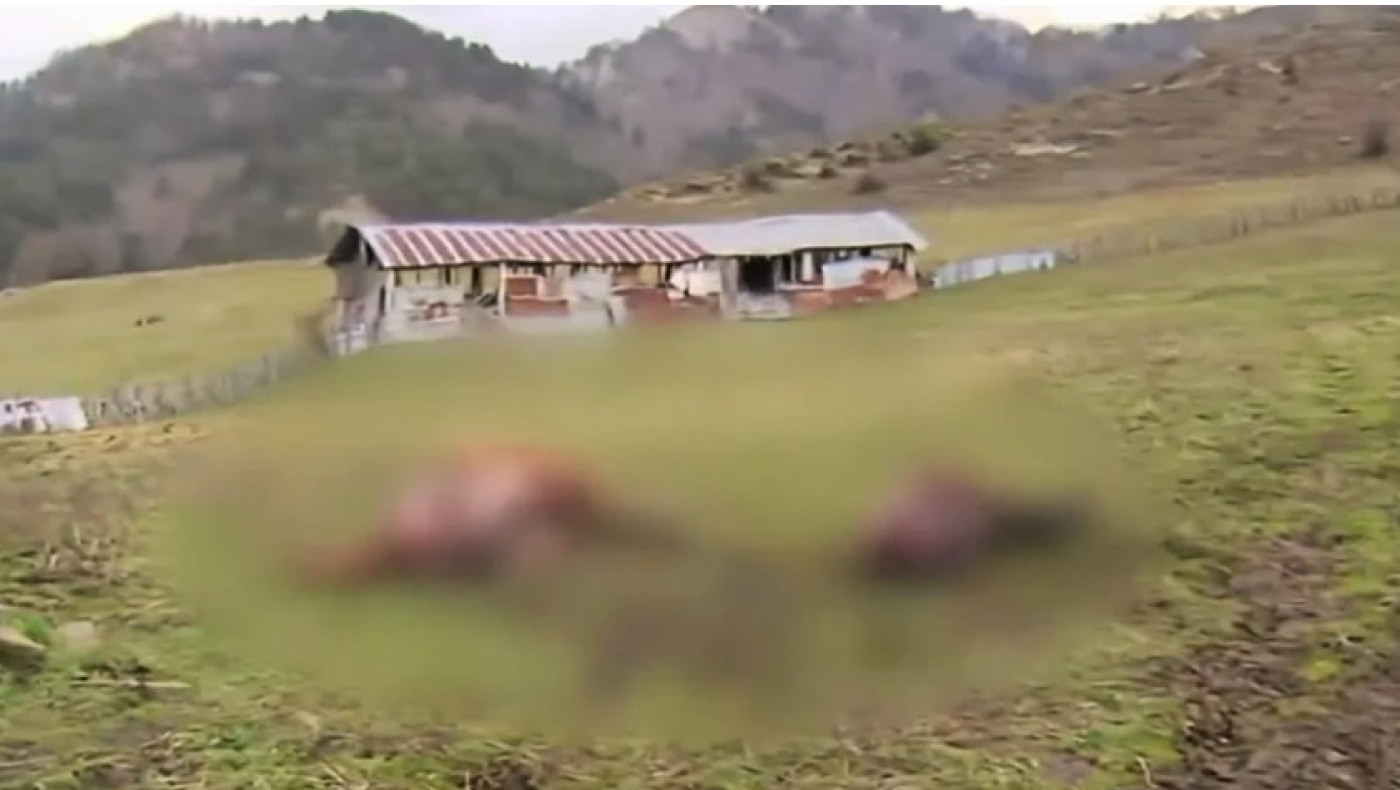 Σαμαρίνα: Άφωνος ο ιδιοκτήτης από την κτηνωδία με τα σφαγιασμένα άλογα (vid)