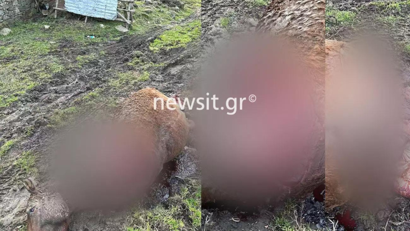 Γρεβενά: Εισαγγελική παρέμβαση για την κτηνωδία με τα τεμαχισμένα άλογα